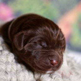 Boy 3 - male Newfoundland puppy in Madison, Wisconsin from Riddle Family Newfoundland