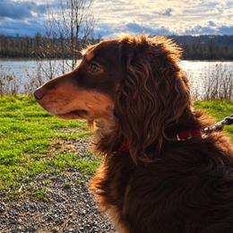 COCO - Dachshund