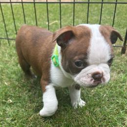 B. Red Male green collar - Red male Boston Terrier puppy in Mc Donough, Georgia from Ballard Boston Terriers