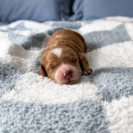 Warm Cookies - Red  female Goldendoodle puppy in Russell Springs, Kentucky from Milk & Honey Doodles