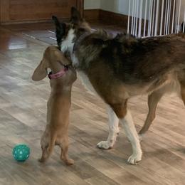 Dachshund Puppies from Barks and Burrows
