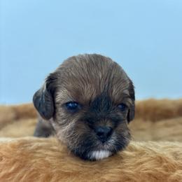 Heidi - pink - Brown female Shihpoo puppy in Gay, Georgia from That’s My Puppy