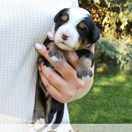Dolly - Tri-color female Bernedoodle puppy in Idaho Falls, Idaho from Idahome Doodle