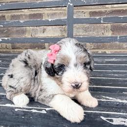 Autumn - Blue merle female Aussiedoodle puppy in Cartersville, Georgia from Simply Blessed Doodles
