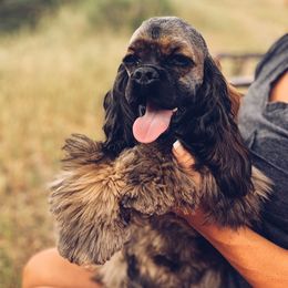 Cali - Cocker Spaniel