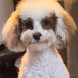 Phia - Poodle