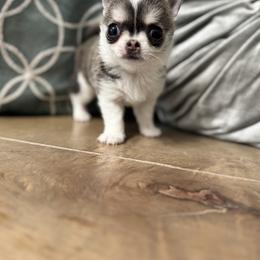 Chihuahua Puppies from Clan Cordovathone