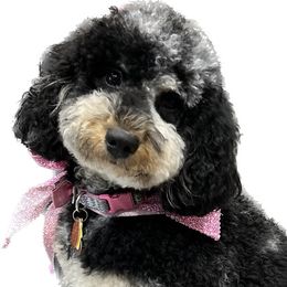 Mollie - Goldendoodle