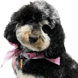 Mollie - Goldendoodle