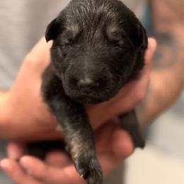 White girl - Black and tan female German Shepherd puppy in Tipp City, Ohio from Urekar Haus
