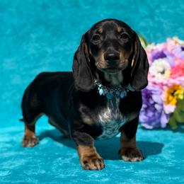 Brekin - Black and cream male Dachshund puppy in Lincoln, Arkansas from Red Dirt Dachshunds
