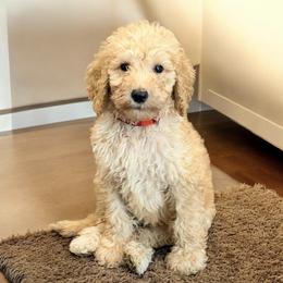 Henry - Apricot male Goldendoodle puppy in Macclenny, Florida from Baker County Goldendoodles