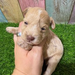 Goldie - Wheaten female Miniature Schnauzer puppy in Lufkin, Texas from C&K’s Schnauzer House