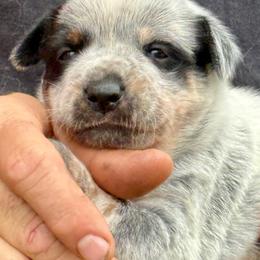 Girl 1 - Blue female Australian Cattle Dog puppy in Morton, Mississippi from Heart K Kennels