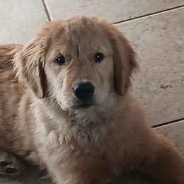 Doberman Pinschers, Flat-Coated Retrievers, and Golden Retrievers from Creekwood Kennel