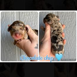 Chocolate chip - Dapple male Dachshund puppy in New Mexico from Long Dog Ranch