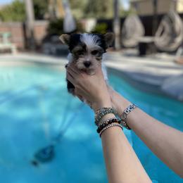 Yorkshire Terrier Puppies from Akc Quality Yorkies