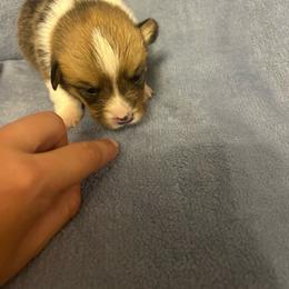 Reef - Red male Pembroke Welsh Corgi puppy in Maupin, Oregon from Bailey Nannini