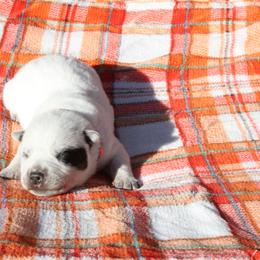Scout  - Orange - Blue male Australian Cattle Dog puppy in Colbert, Oklahoma from LoveAHeeler