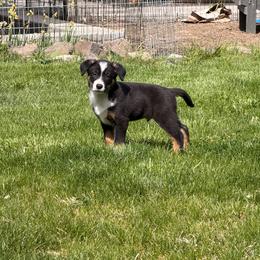 The Lollipop Kid - Tri-color male Australian Koolie puppy in West Richland, Washington from KittyHawkKoolies