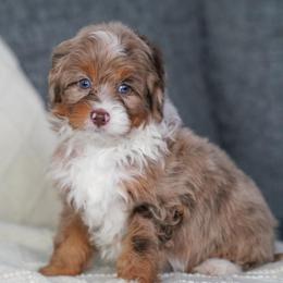 Kiah - Chocolate merle female Bernedoodle puppy in Dundee, Ohio from Down Home Doodle