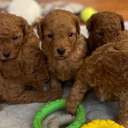 Miniature Schnauzers, Poodles, and Yorkshire Terriers from Copper Rose Farm
