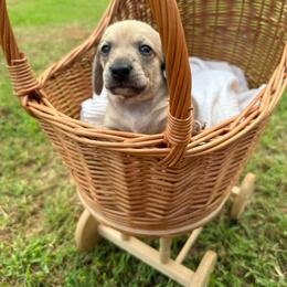 Theodore - Cream male Dachshund puppy in Pontotoc, Mississippi from Toddy Kennels