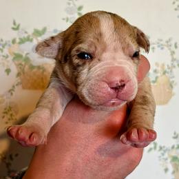 Girl 9 - female Alapaha Blue Blood Bulldog puppy in Grafton, Ohio from Eclipse Alapaha Kennels