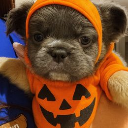 Dominic - Blue fawn male French Bulldog puppy in Delhi, Louisiana from 4T Ranch