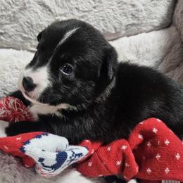 Skyfall (Yellow collar) - Black and white female Cardigan Welsh Corgi puppy in Omaha, Arkansas from DnD Corgis