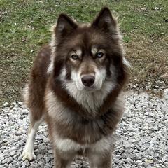 Kimber - Siberian Husky