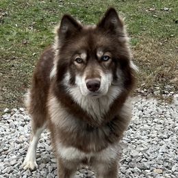 Kimber - Siberian Husky