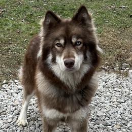 Kimber - Siberian Husky