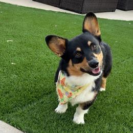 Baba - Black and tan male Pembroke Welsh Corgi puppy in Goodyear, Arizona from AZ Royal Doxies llc
