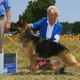 Summer - German Shepherd