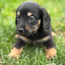 Spruce - Black and cream male Dachshund puppy in Salem, Oregon from Longdox Mini Dachshunds