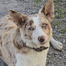 Quinn - Red merle female Border Collie puppy in Owenton, Kentucky from Three16 Ranch