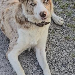 Quinn - Red merle female Border Collie puppy in Owenton, Kentucky from Three16 Ranch