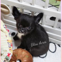 Zoe - Black and white female Chihuahua puppy in Ponca City, Oklahoma from Bliss Acres Farm