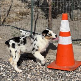 Jewlie's Blue Girl 3 - Blue merle female Australian Shepherd puppy in Mt. Pleasant, Utah from WildeOak Aussies
