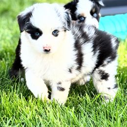 Conroy - Blue merle Miniature American Shepherd puppy in Moscow, Idaho from Panhandle Australian Shepherds