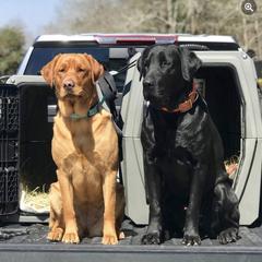 Labrador Retriever All Grown Up from Boomerang Farm