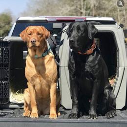 Labrador Retriever All Grown Up from Boomerang Farm