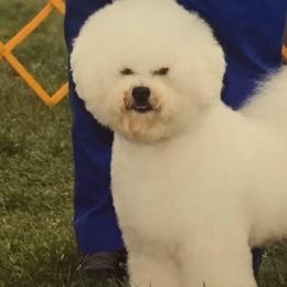 Bichon Frises and Poodles from Clas Haus