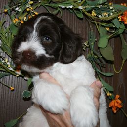 Australian Labradoodle Puppies from Windsor Creek Labradoodles