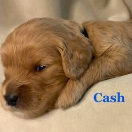 Cash - Cavapoo puppy from Catella Cavaliers and Cavapoos