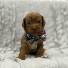 Quarter - Red male Australian Labradoodle puppy in Calhoun, Louisiana from Arrowhead Australian Labradoodles