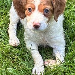 Holly girl 2 - White and orange female Brittany puppy in Floyd Knobs, Indiana from Cross Creek Brittanys