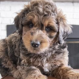 Boy 2 - Merle male Bernedoodle puppy in Lehi, Utah from Our Little Farm Life Doodles