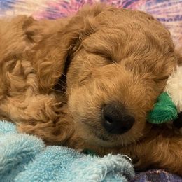 Goldendoodles from Hope Goldendoodles
